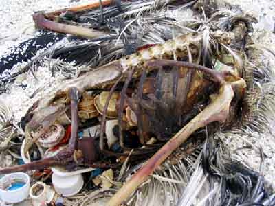 Bottle caps and other plastic objects are visible inside the decomposed carcass of this Laysan albatross on Kure Atoll. Photo from www.mindfully.org